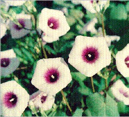 Campanilla Morada