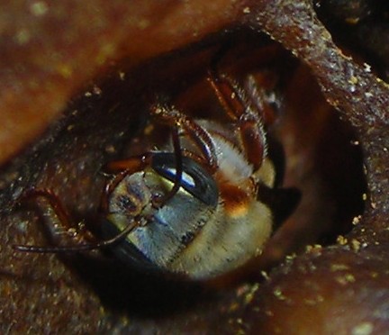 Cabeza de Melipona beecheii con maculación intensa (La Habana, Cuba).