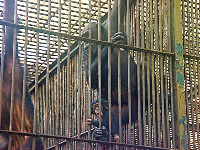 Dos de los chimpancés trabajados durante la etapa de tratamiento.