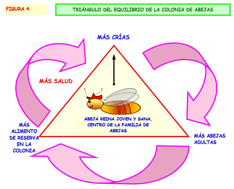 Triangulo apícola. Elementos que deben mantenerse en equilibrio en una colmena moderna.