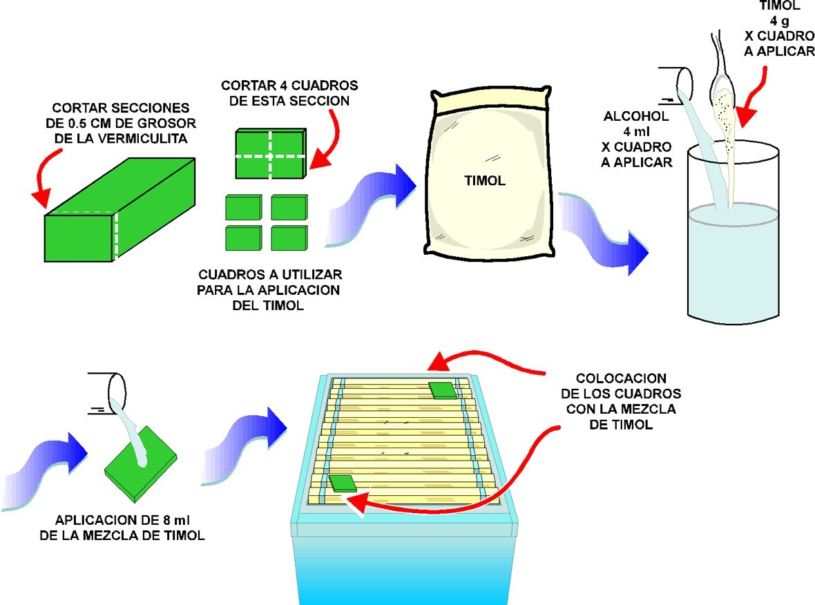 Preparación del timol en oasis, y aplicación sobre los cabezales de bastidores. Los cuadros de oasis se colocan a las esquinas de la cámara de cría.