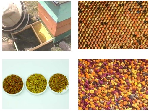 Tipo de trampa usada para la colección de polen corbicular y forma del polen alveolar almacenado por Apis mellifera en la cámara de cría