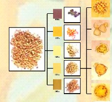 Distribución cromática para una carga de polen de la zona biogeográfica de bs-MB